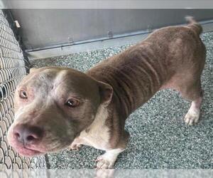 American Pit Bull Terrier-Unknown Mix Dogs for adoption in Salisbury, NC, USA
