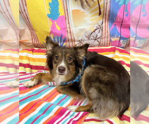 Australian Shepherd-Unknown Mix Dogs for adoption in Bryant, AR, USA