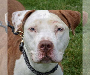 American Bulldog-American Staffordshire Terrier Mix Dogs for adoption in Huntley, IL, USA