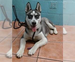 Siberian Husky Dogs for adoption in Downey, CA, USA