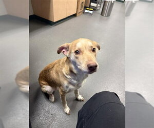 Labrador Retriever-Unknown Mix Dogs for adoption in Corpus Christi, TX, USA