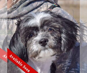 Shih Tzu Dogs for adoption in Huntley, IL, USA