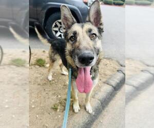 German Shepherd Dog Dogs for adoption in Santa Barbara, CA, USA