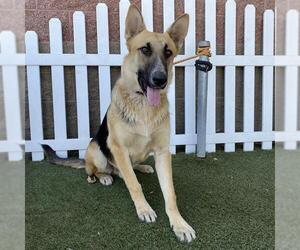 German Shepherd Dog Dogs for adoption in Modesto, CA, USA