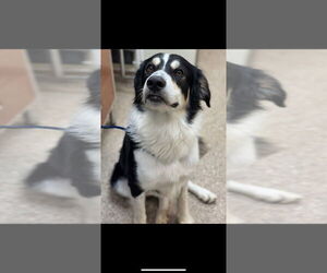 Border-Aussie Dogs for adoption in Great Bend, KS, USA