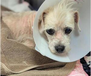 Lhasa Apso-Unknown Mix Dogs for adoption in Fort Lauderdale, FL, USA
