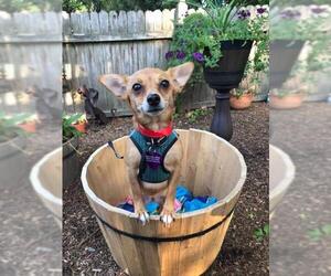 Chihuahua Dogs for adoption in Tenafly, NJ, USA