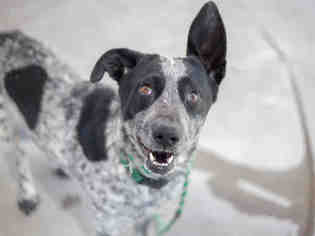 Border-Aussie Dogs for adoption in Martinez, CA, USA