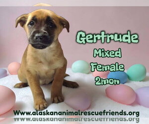 Labrador Retriever-Unknown Mix Dogs for adoption in Anchorage, AK, USA