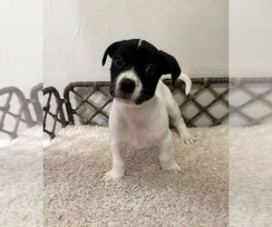 Boxador Dogs for adoption in Lakewood, CO, USA