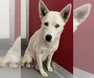 Huskies -Unknown Mix Dogs for adoption in Visalia, CA, USA