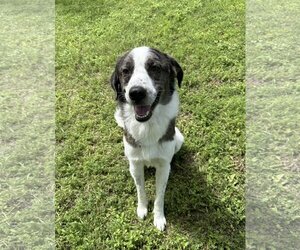 Great Pyrenees-Unknown Mix Dogs for adoption in Fort Worth, TX, USA