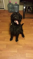 Labradoodle Dogs for adoption in Lebanon, OR, USA