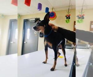 Miniature Pinscher Dogs for adoption in Bedford, VA, USA