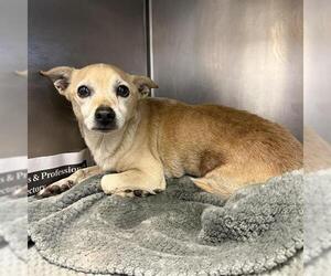 Chihuahua Dogs for adoption in San Antonio, TX, USA