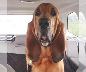 Bloodhound Dogs for adoption in Newport, KY, USA
