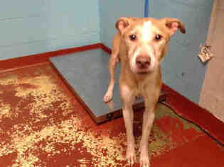 Greyhound Dogs for adoption in Atlanta, GA, USA