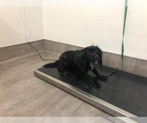 Mutt Dogs for adoption in Pasadena, CA, USA