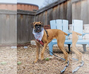 Boxer Dogs for adoption in St. Louis Park, MN, USA
