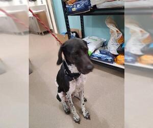 German Shorthaired Pointer Dogs for adoption in Upland, CA, USA
