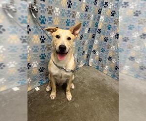 Labrador Retriever Dogs for adoption in Rosenberg, TX, USA