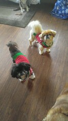 Pekingese Dogs for adoption in Pataskala, OH, USA