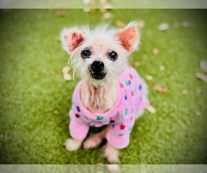 Chihuahua-Unknown Mix Dogs for adoption in Orlando, FL, USA