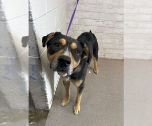 Rottweiler-Unknown Mix Dogs for adoption in San Bernardino, CA, USA
