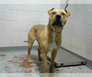 American Bandogge mastiff Dogs for adoption in Atlanta, GA, USA
