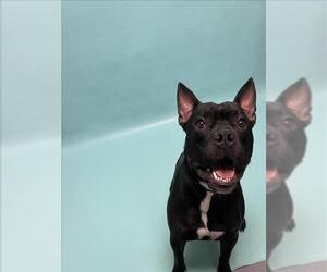 Boston Terrier-Staffordshire Bull Terrier Mix Dogs for adoption in Fort Collins, CO, USA