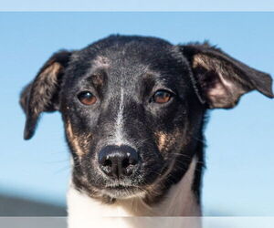 Parson Russell Terrier-Rat Terrier Mix Dogs for adoption in San Andreas, CA, USA
