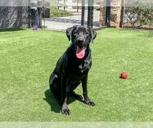 Labrador Retriever Dogs for adoption in Orange, CA, USA