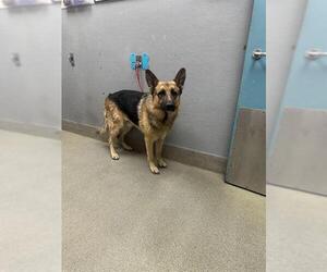 German Shepherd Dog-Unknown Mix Dogs for adoption in Las Vegas, NV, USA