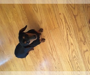 Dachshund Dogs for adoption in Redmond, WA, USA
