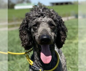 Poodle (Standard) Dogs for adoption in Pacolet, SC, USA