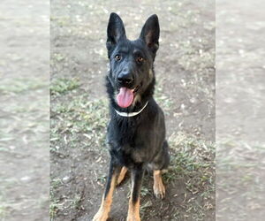 German Shepherd Dog Dogs for adoption in Riverside, CA, USA
