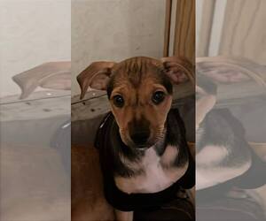 Chiweenie Dogs for adoption in MIDWAY, UT, USA