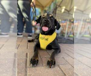 Mutt Dogs for adoption in Sanderson, FL, USA