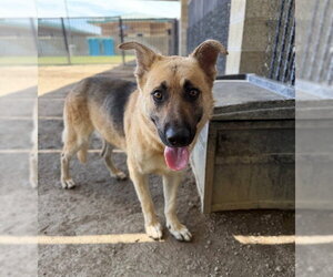 German Shepherd Dog-Unknown Mix Dogs for adoption in Riverside, CA, USA