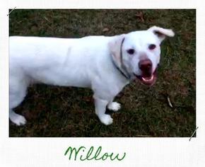 Medium Photo #1 Labrador Retriever Puppy For Sale in Claremore, OK, USA