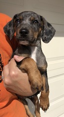 Doxle Dogs for adoption in House Springs, MO, USA