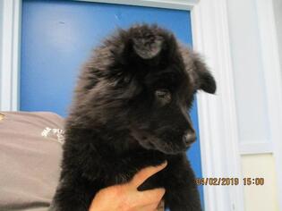 Chow Chow Dogs for adoption in Eureka Springs, AR, USA