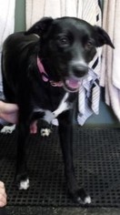 Border Collie Dogs for adoption in Forest Lake, MN, USA