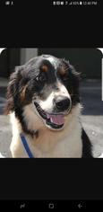 Border-Aussie Dogs for adoption in Rancho Santa Margarita, CA, USA