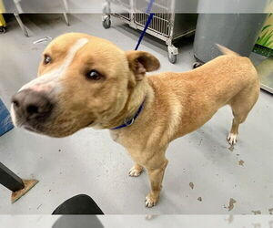 American Pit Bull Terrier-Unknown Mix Dogs for adoption in Waco, TX, USA