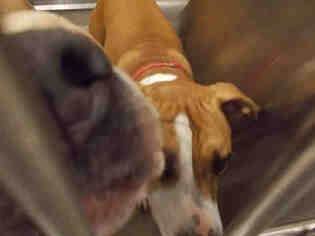 Boxer Dogs for adoption in Fort Lauderdale, FL, USA