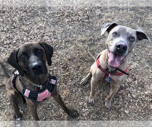 Small Plott Hound Mix