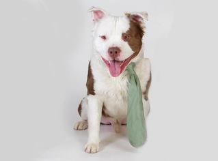 View Ad American Pit Bull Terrier Australian Shepherd Mix Dog For Adoption Near California Sacramento Usa Adn