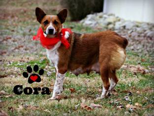 Mutt Dogs for adoption in Marion, KY, USA