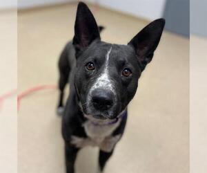 Mutt Dogs for adoption in Aurora, CO, USA